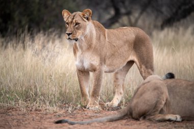 Aslan yavrusu çimenlerde oturuyor.
