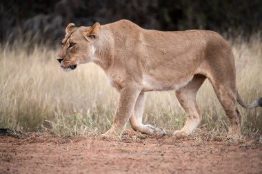 Güney Afrika 'daki Kruger Ulusal Parkı' nda dişi aslan.