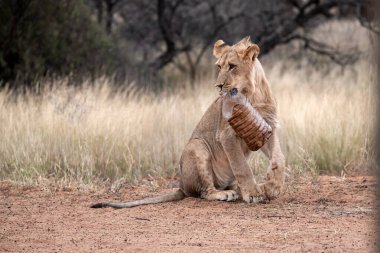 Güney Afrika 'daki Kruger Ulusal Parkı' nda dişi aslan (panthera leo); Specie Leo Ailesi Panthera leo dae