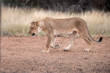 Otların arasında yürüyüş aslan