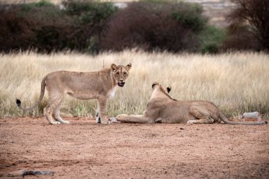 Afrika çölündeki aslan..