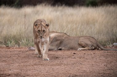 # Aslan yolda savanda #