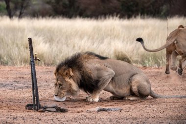 Afrika 'nın bozkırındaki aslan