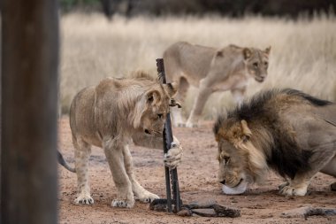 Büyük yeleli genç bir aslan.