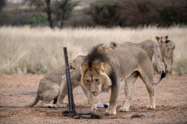 Afrika 'nın bozkırındaki aslan