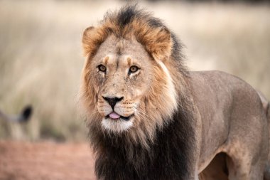 Savanadaki bir aslanın portresi