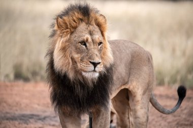 Bir Aslanın Portresi