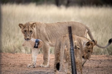 Bir aslan ve bir aslan yavrusu