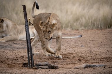 Aslan Kruger National park