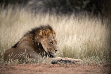 a closeup shot of a male lion in the savannah in the savanna