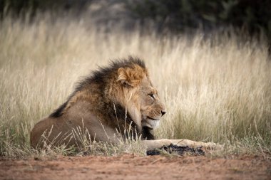 erkek aslan kruger Park, Güney Afrika