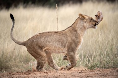 Afrika 'nın vahşi bozkırında genç bir aslan