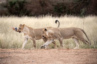 Afrika 'daki Kruger Ulusal Parkı' nda kuru çimlerde yürüyen iki dişi aslan..