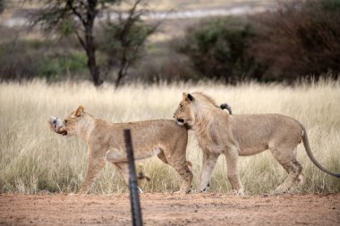 lion and lions in the kruger national park, south africa.