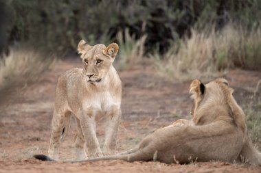 Güney Afrika Kruger Parkı 'nda dişi aslan.