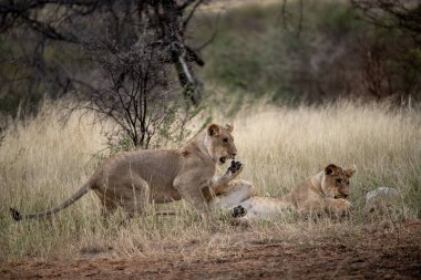 Vahşi Batı 'da Afrika' nın savanındaki aslan.