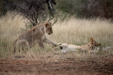 Lions ailesi Güney Afrika 'daki Kruger Ulusal Parkı' nda oynuyor.