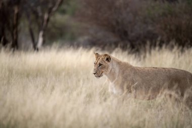 Güney Afrika 'daki Kruger parkında çimlerin üzerinde duran dişi bir aslan..