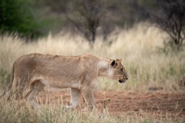 Güney Afrika aslanı