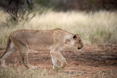 Güney Afrika 'daki Kruger Ulusal Parkı' nda savanda yürüyen aslan (panthera leo).