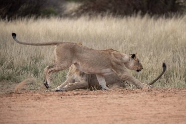 Bir çift aslan gündüzleri savanada savaşıyor.
