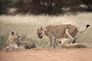 Anne yolda aslanlarıyla.