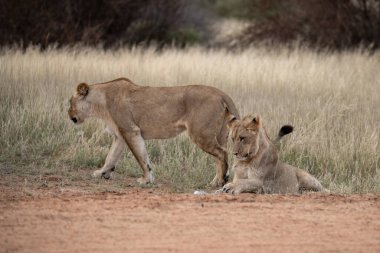 Savanadaki aslan ve aslan