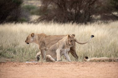 Lion ailesi Güney Afrika 'daki Kruger parkında yolda yürüyor..