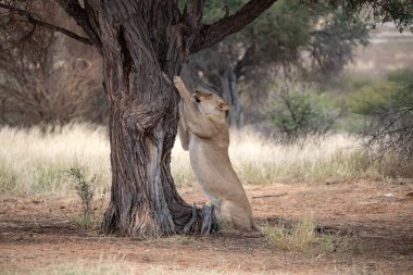 Aslan yavrusu ağaçta oynuyor