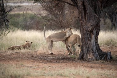Güney Afrika 'daki Kruger Ulusal Parkı' nda aslan ailesi.