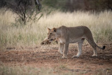 Güney Afrika ulusal parkında bir aslan.