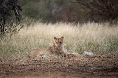 Arslan yavrusu Kruger Ulusal Parkı 'nda çimlerde yatıyor..