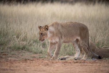 Kuru çayırlarda yürüyen bir aslan.