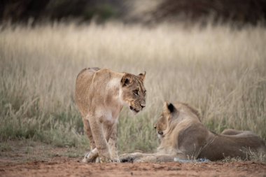 Güney Afrika 'daki Kruger Ulusal Parkı' nda aslanlar.