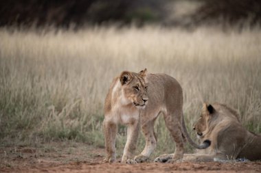 lions at the south africa