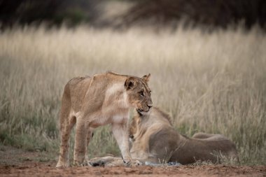 lions in a savanna in africa
