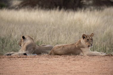 Afrika savanındaki aslan yavruları.