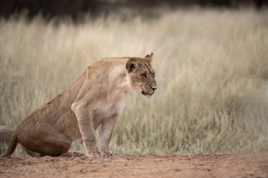 Afrika, Namibya 'da Etoşa' nın kumlarında yürüyen dişi bir aslan..