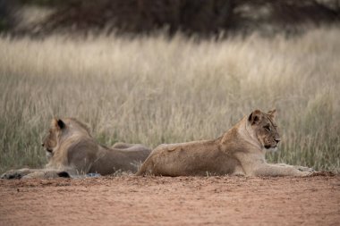 Güney Afrika 'daki Kruger Ulusal Parkı' nda çimlerde yatan aslan yavrusu.