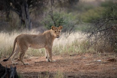 Kruger 'da aslan yavrusu