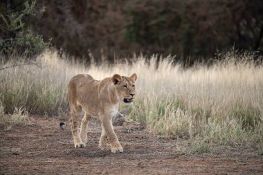 Güney Afrika 'daki Kruger Ulusal Parkı' nda aslan var.