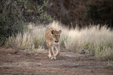 Dişi aslan çimenlerde yürüyor.