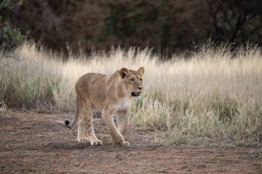 Afrika Ulusal Parkı 'nda dişi aslan.