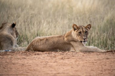 Savanadaki bir grup aslan.