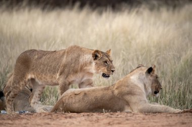 lion cub playing with mother of lion