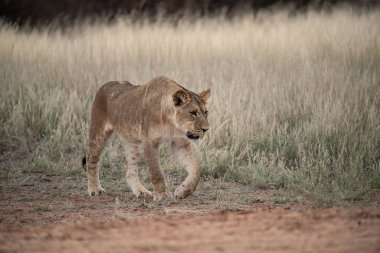 Afrika 'nın güneyindeki Kruger Ulusal Parkı' nda aslan, Felidae familyasından Specie Panthera Leo.