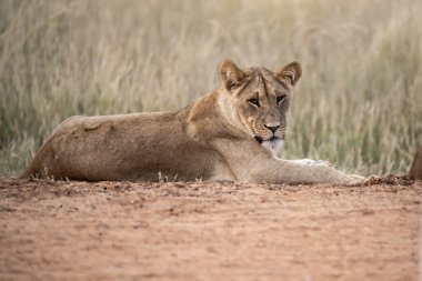 Güney Afrika 'daki Kruger Ulusal Parkı' ndaki delikte çimenlerin üzerinde yatan aslan yavrusu..