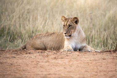 Genç aslan Kruger parkında, Güney Afrika