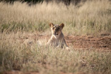 Güney Afrika 'daki Kruger Ulusal Parkı' nda aslan var.