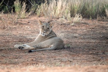 Afrika bozkırında dişi aslan.